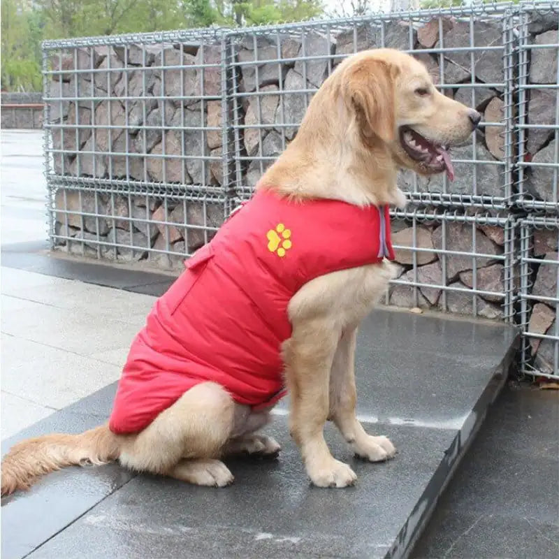 Winter Cotton Coat for Dogs